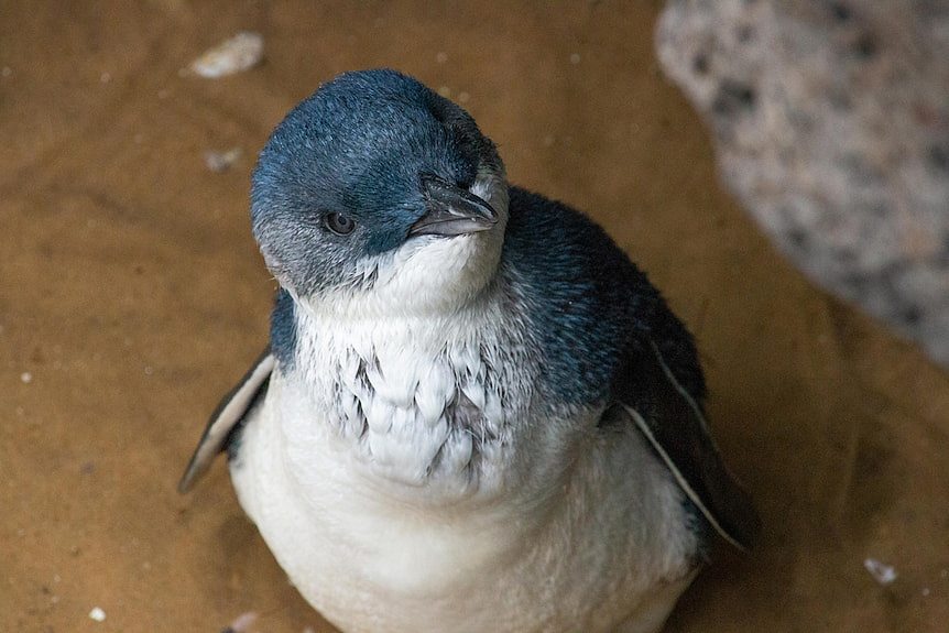 a close up photo of a small penguin.