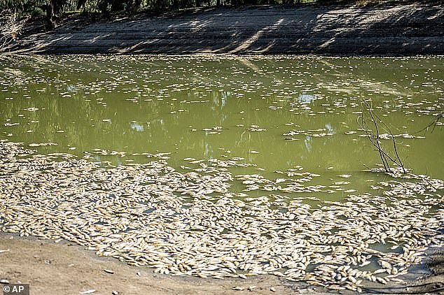 The heated meeting came after millions of dead native fish were found floating in the Darling-Baaka River,