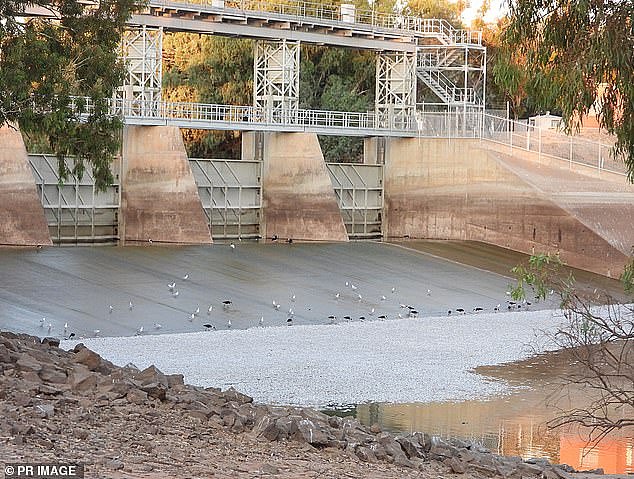 Thousands of dead fish have washed up at the main weir at the Menindee Lakes, in outback NSW