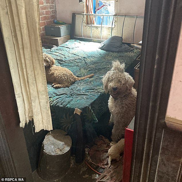 The RSPCA said some of the animals were lethargic and non-responsive, while one dog was found stuck down the side of a bed. Another was seen drinking stagnant water from a broken sewerage pipe