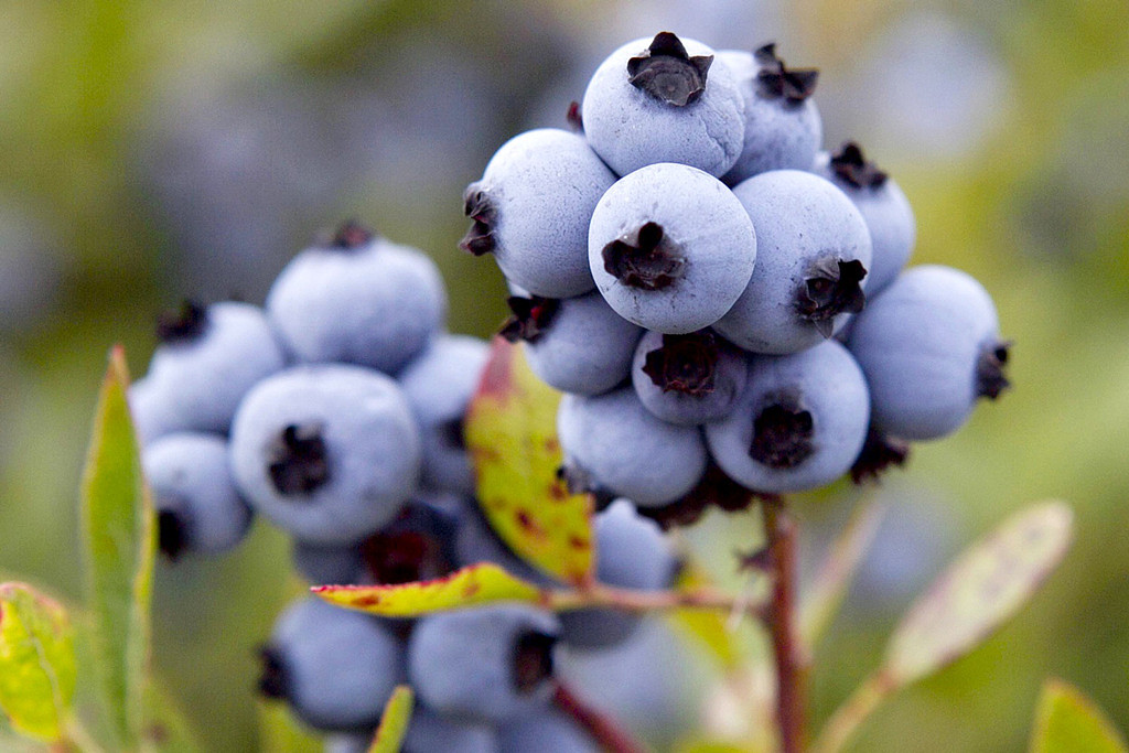 美国非营利机构「环境工作团」（Environmental Working Group，EWG）的报告指出，将近10%蓝莓样本验出有机磷农药。 图为美国缅因州的野生蓝莓。 （资料照／美联社）