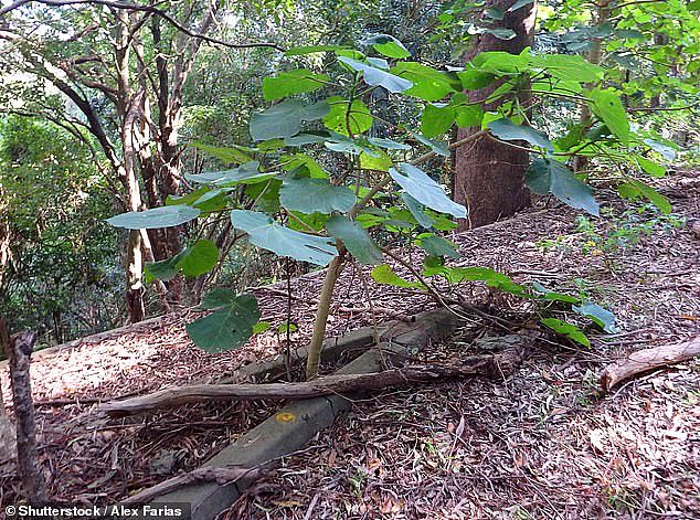 A Gympie-Gympie plant is considered to be one the most venomous plants in the world