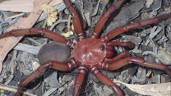 珍稀物种！澳洲首次发现巨型蜘蛛，雌性长达5厘米，寿命可达20年（图） - 1