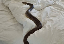 澳洲女子换床单竟钻出大蛇，专家秒认出“世界第2毒蛇”：咬一口心脏骤停（图）
