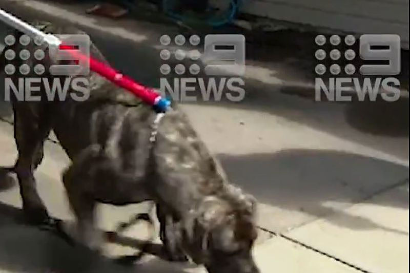 可怕！澳2岁女童遭恶犬袭击，脸部受重伤紧急送医（视频/组图） - 5