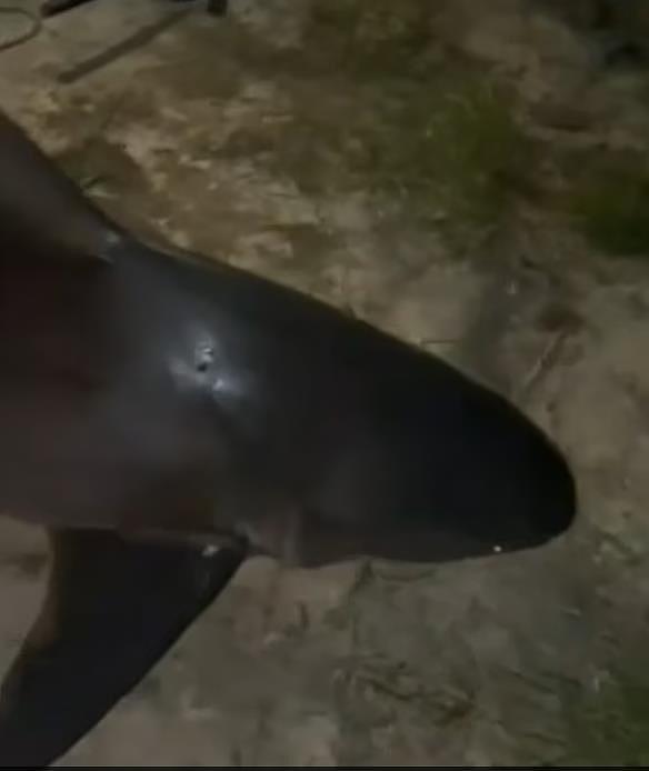 2.8米长，250公斤重！澳男钓到巨大鲨鱼，船被拖着“狂飙”，双方拉锯2小时（视频/组图） - 2