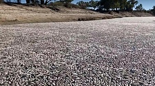 新州河流漂浮大量死鱼，数量令人震惊！当地人：政府欺骗我们（组图）