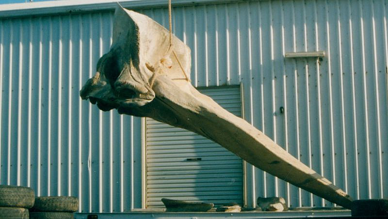 新州博物馆巨型抹香鲸头骨被盗！或是团伙作案，警方介入调查（组图） - 4