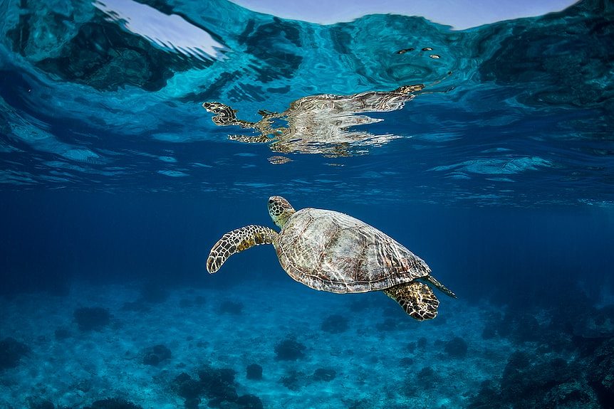 A turtle swims in the blue ocean with its reflection on the surface.