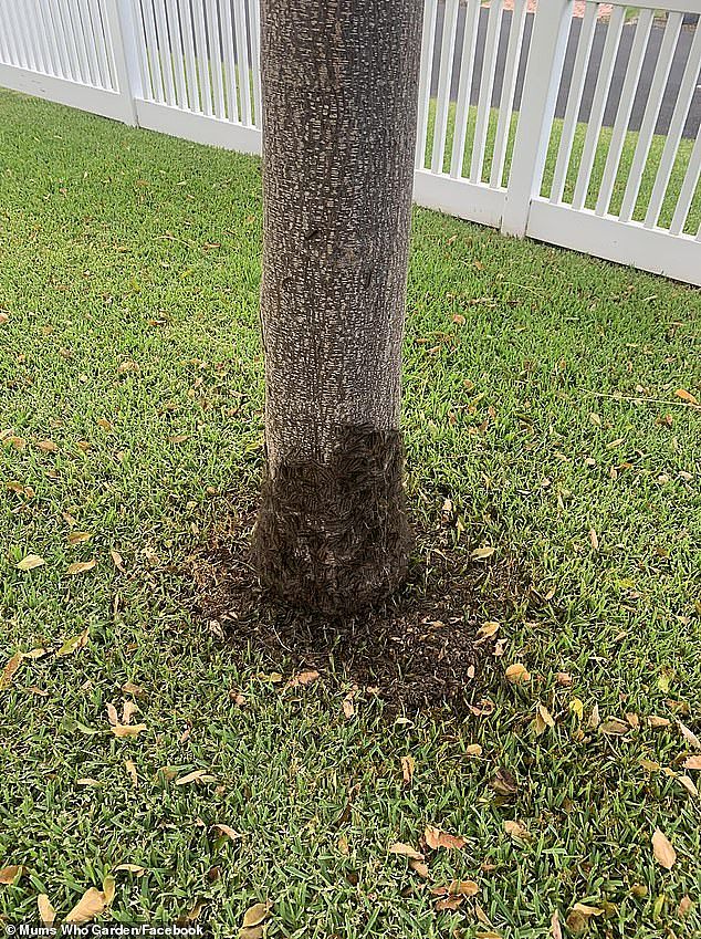 A mum was shocked to discover an infestation of hairy caterpillars under her white cedar tree she planted with her late-father. Desperate to save the tree she asked the internet for advice