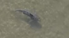 悉尼女在家附近看到2.4米长牛鲨！视频引热议，网友：不敢下水了（组图）