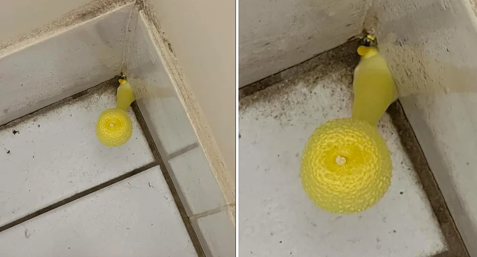 这是啥？悉尼男子家中浴室长出黄色异物，专家：容易致病（组图） - 2