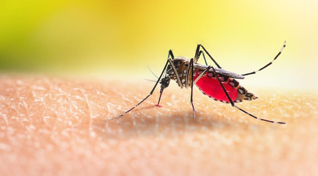 日本脑炎病毒在澳传播！多地蚊子被感染，当局警告民众提高警惕（组图） - 2