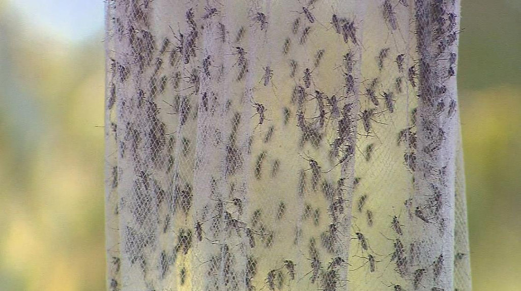 日本脑炎病毒在澳传播！多地蚊子被感染，当局警告民众提高警惕（组图） - 3