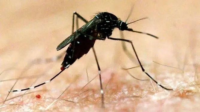 警告！西澳多地发现脑炎病毒，通过蚊虫传播！上周刚出现死亡病例（组图） - 3