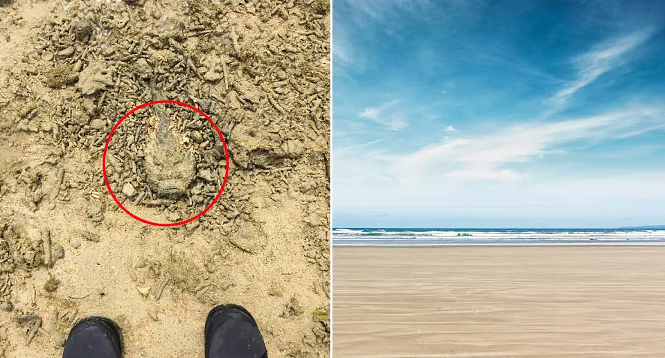 “堪比地雷”！澳洲海滩惊现“伪装杀手”，踩到恐致命（组图） - 2
