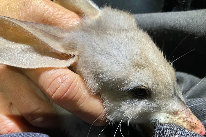 A close-up image of a person cradling a bilby in their hands.