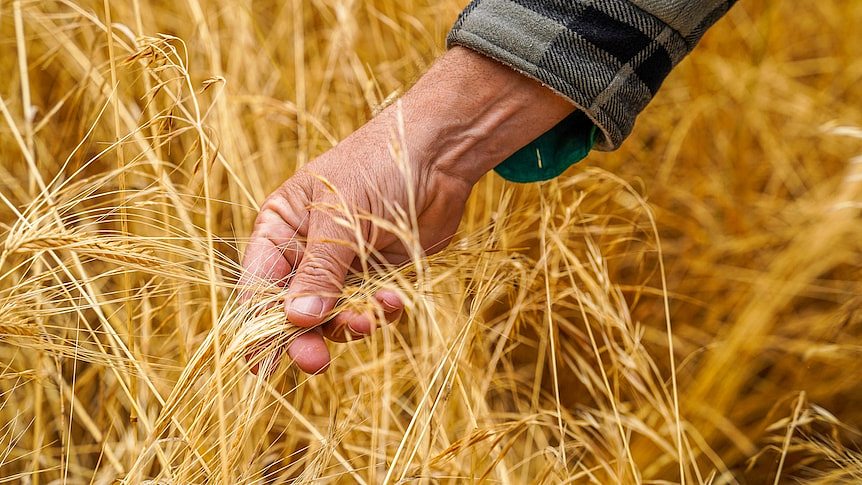 农民采摘澳大利亚大麦
