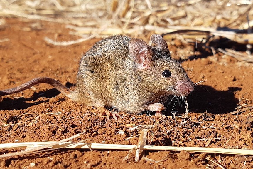 A mouse in a paddock with red dirt and crop stubble.