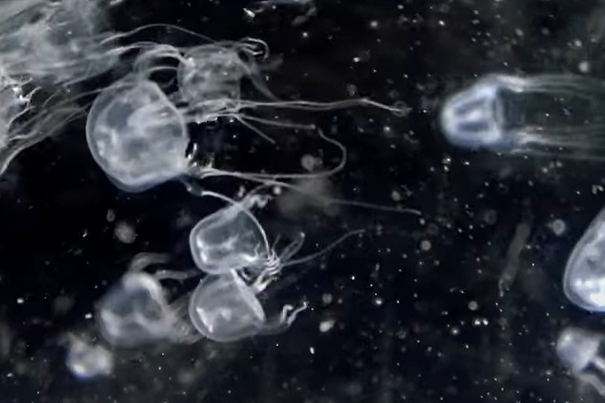 Tiny jellyfish swim around 