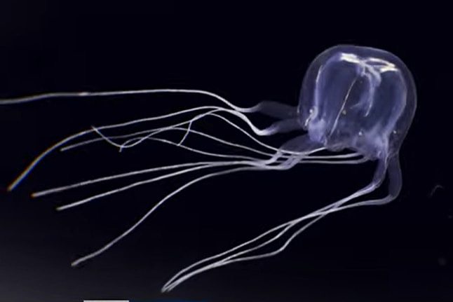 Small jellyfish swims in water in black background.