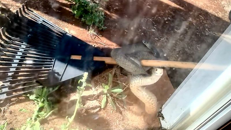 不可思议！新州女子遇毒蛇“敲门求助”，捕蛇人到场后竟发现...（视频/组图） - 2