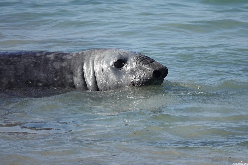 A picture of an Elephant seal on a beach