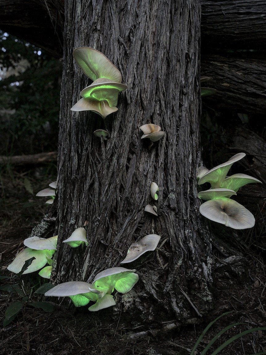 mushrooms glowing on a dead tree stump. They're glowing in a light green colour
