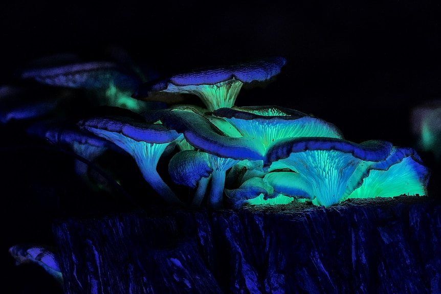 a glowing mushroom, with its gills coloured in blue and green