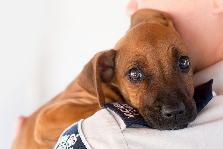 A small brown puppy resting it's head on the shoulder of a person whose shoulder patch reads 