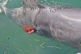 珀斯海豚被鱼叉刺伤，5根尖刺牢牢扎入皮肤！相关部门：是故意行为（组图） - 3