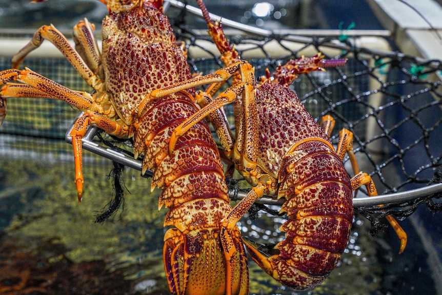 Close up of Fresh Australian rock lobster.