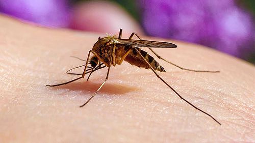 墨累河谷脑炎是由受感染的蚊子传播的。
