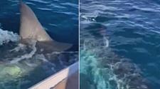 澳洲恐再现鲨鱼吃人惨剧！澳男冲浪遭袭后失踪，浮板被咬一大口（组图）