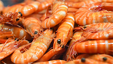 圣诞节以来，澳洲大虾价格暴跌近50%！渔民收获满满，库存过剩（组图）