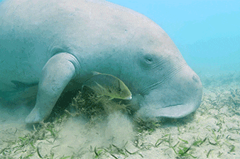 A dugong eating seagrass with a small fish in the foreground.