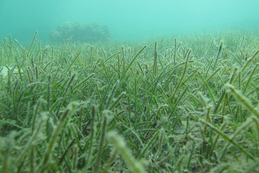 Seagrass beds on the bottom of the ocean.