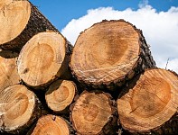中国恢复进口澳洲木材，出口商喜忧参半！专家：对华出口不可持续（组图）