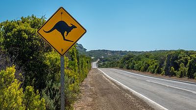 A woman has been flown to hospital after crashing with a group of kangaroos while on a motorbike.