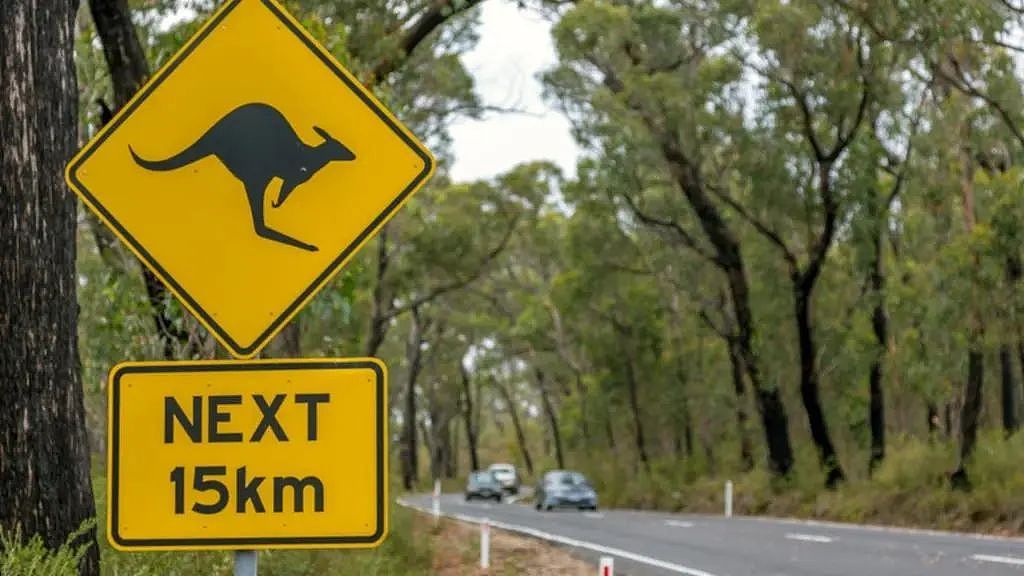 全澳碰撞野生动物最严重地点公布！西澳司机驾车千万小心（组图） - 2
