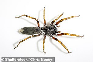 白尾蜘蛛（如图）常见于澳大利亚各地的家中，体型在 12-18 毫米之间。 虽然无毒，但它们的叮咬会引起轻微反应，包括瘙痒和皮肤变色