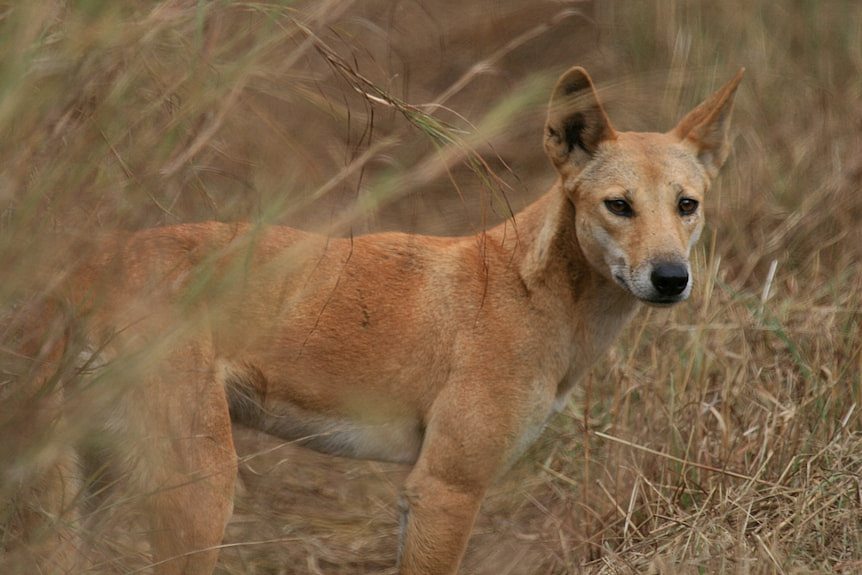 A dingo surrounded by dried grass