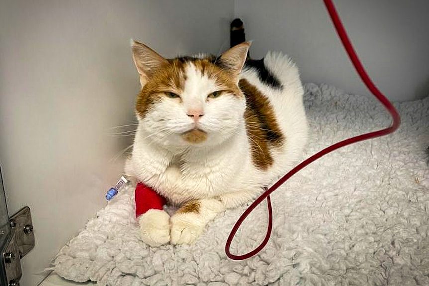 white and tortoise-shell cat with cannula in leg and tube of blood