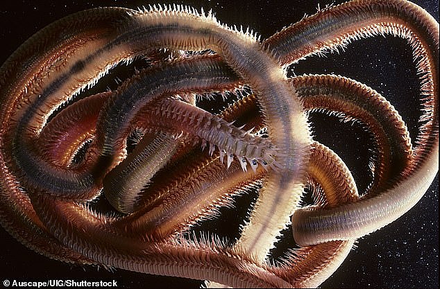 海滩蠕虫原产于澳大利亚东部和东南部海岸，在低水位线的沙滩上发现
