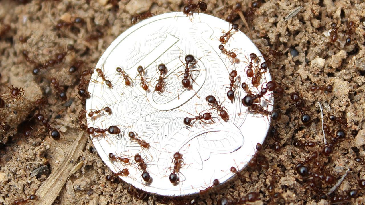If the fire ants made it to Sydney, they could cause $1.2bn in damages each year.