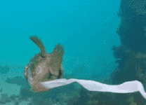 澳洲潜水客直击梦幻“河豚彩带舞”，内行揭超恶真相（视频/组图）