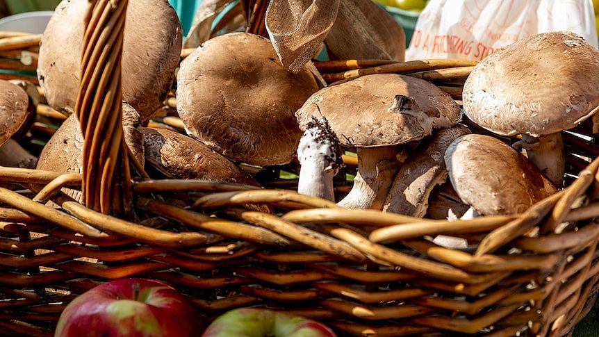 澳洲华人采摘野生蘑菇网上贩售！专家警告：要有许可证，误食恐中毒（组图） - 1