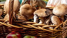 澳洲华人采摘野生蘑菇网上贩售！专家警告：要有许可证，误食恐中毒（组图）