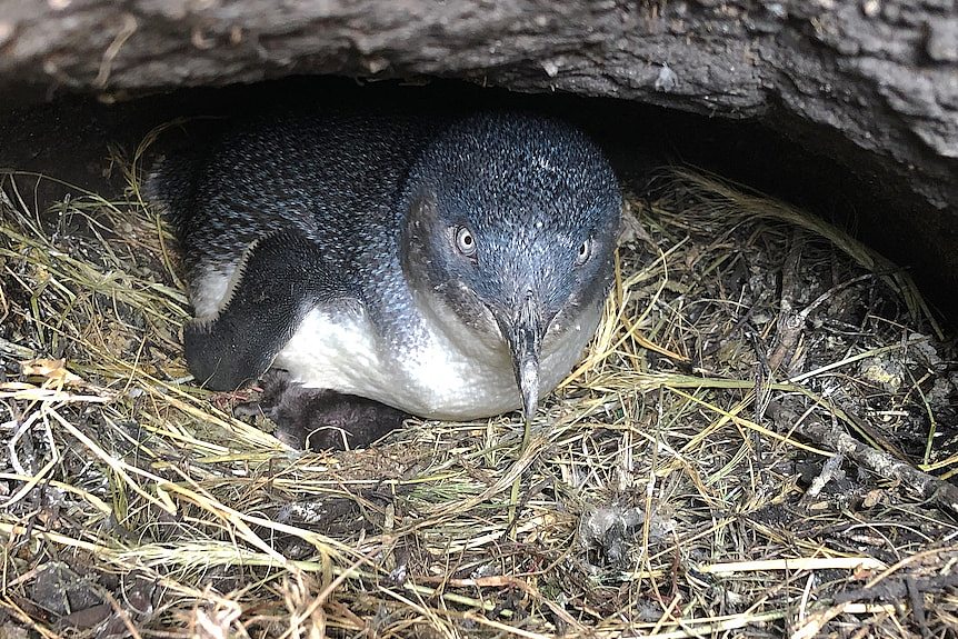 A penguin sits on straw in a burrow