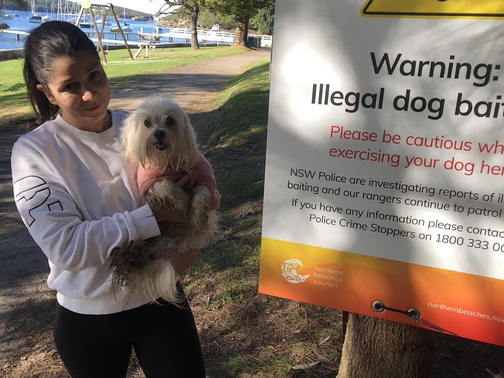 Balgowlah 的 Adriana Garcia 和她的狗 Suzy 周五在 Balgowlah Heights 的 Forty Baskets 海滩，北部海滩委员会在收到有关可能试图在北港保护区毒死狗的报告后，在那里张贴警告狗主人的标志。 图片：吉姆奥罗克
